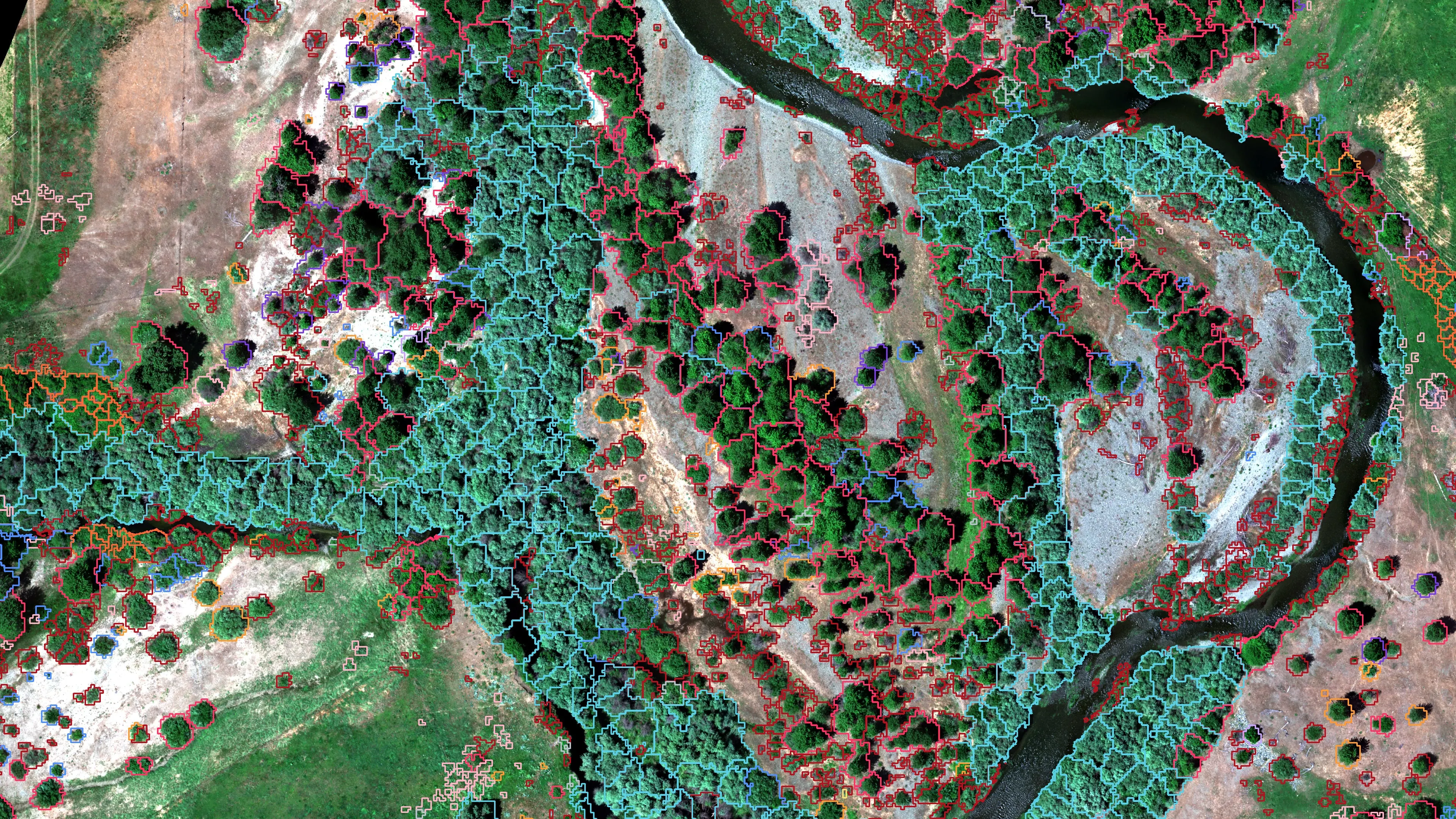 Riparian canopy polygons drawn as coloured outlines by dominant species over a true colour orthomosaic of a river corridor.